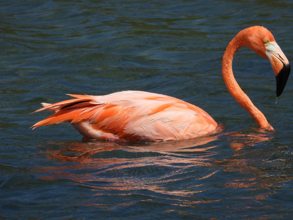 American Flamingo - ML613884984