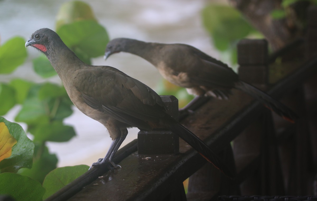 Rufous-vented Chachalaca - ML613884999