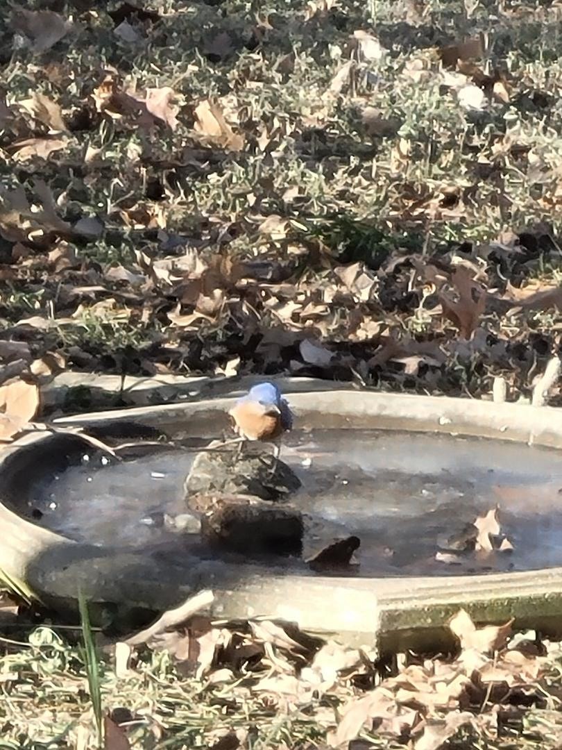 salašník modrý - ML613885034