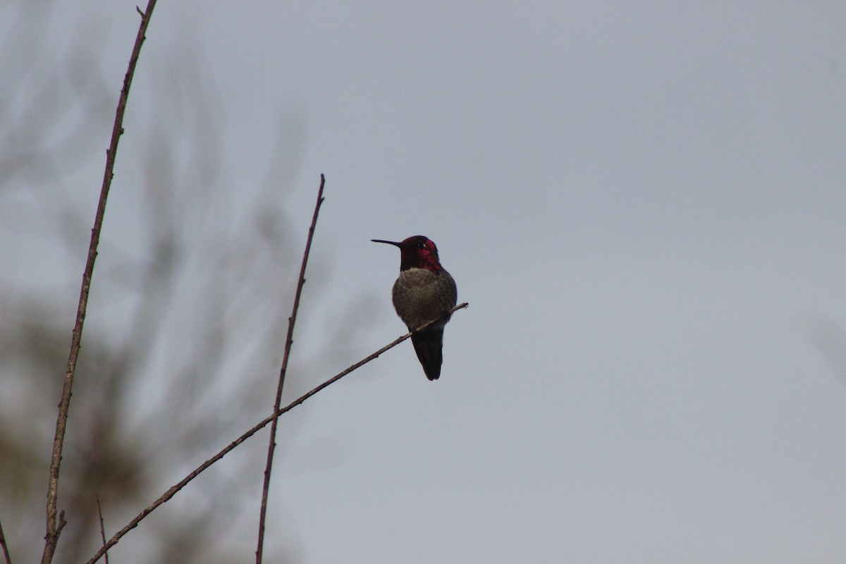 Anna's Hummingbird - ML613885049