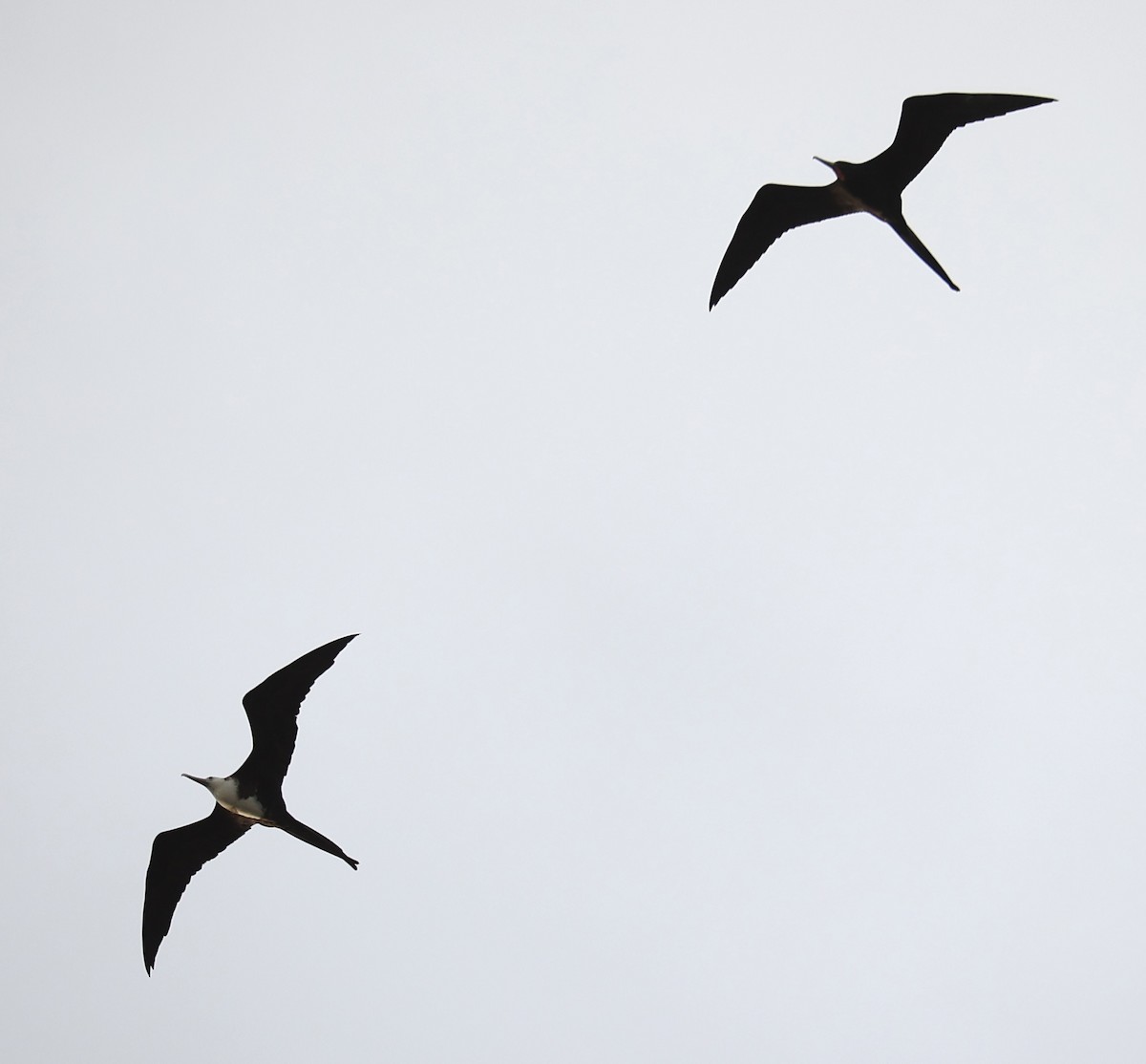 Magnificent Frigatebird - ML613885077