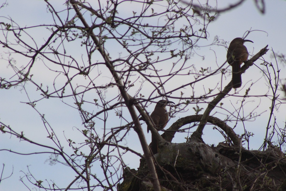 California Thrasher - ML613885083