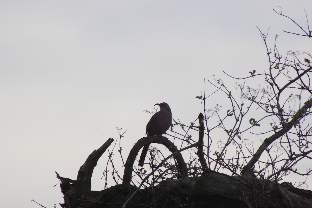 California Thrasher - ML613885099