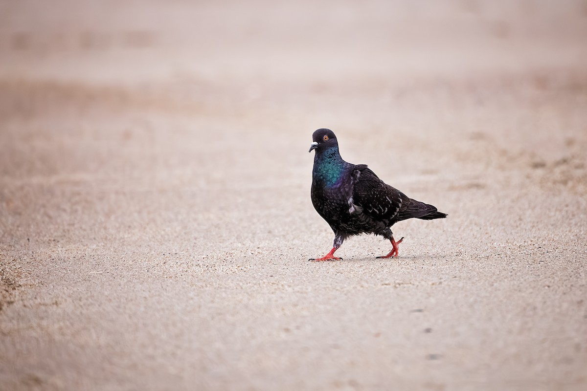 Rock Pigeon (Feral Pigeon) - ML613885222