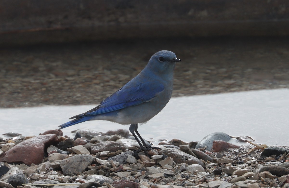 Mountain Bluebird - ML613885244