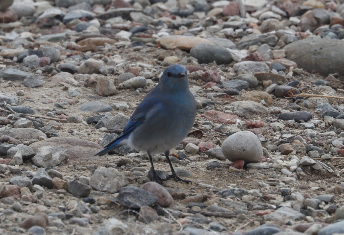 Mountain Bluebird - ML613885254