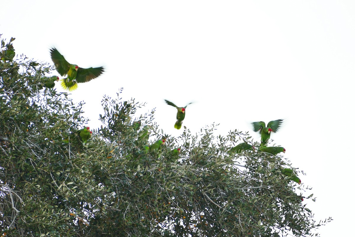 Red-crowned Parrot - ML613885297