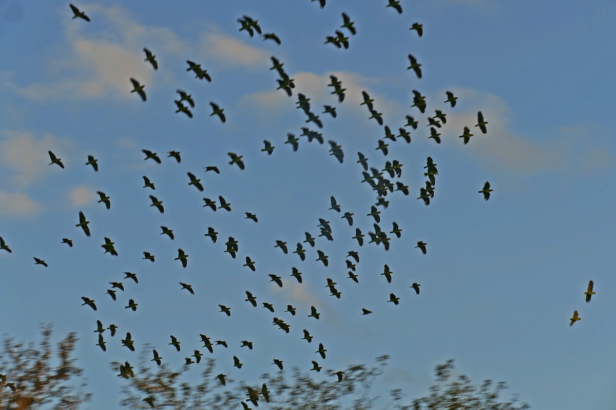 Red-crowned Parrot - Jon (JC) Curd