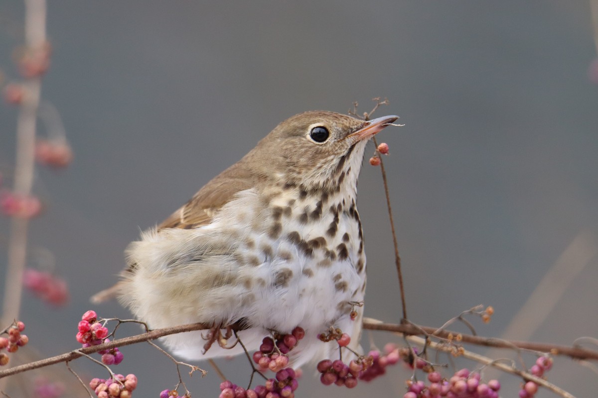 Hermit Thrush - ML613885305