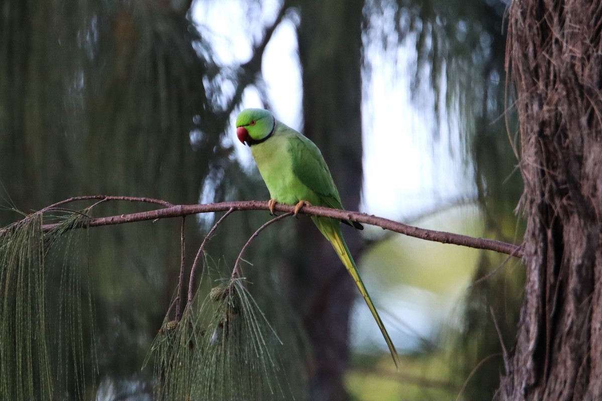 Rose-ringed Parakeet - ML613885407