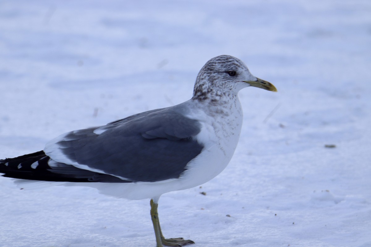 Common Gull (Kamchatka) - Monica Nichols