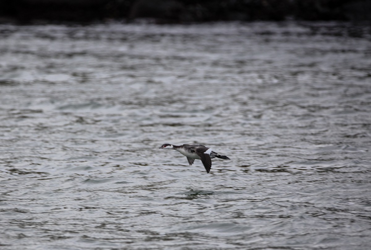 Horned Grebe - ML613885468