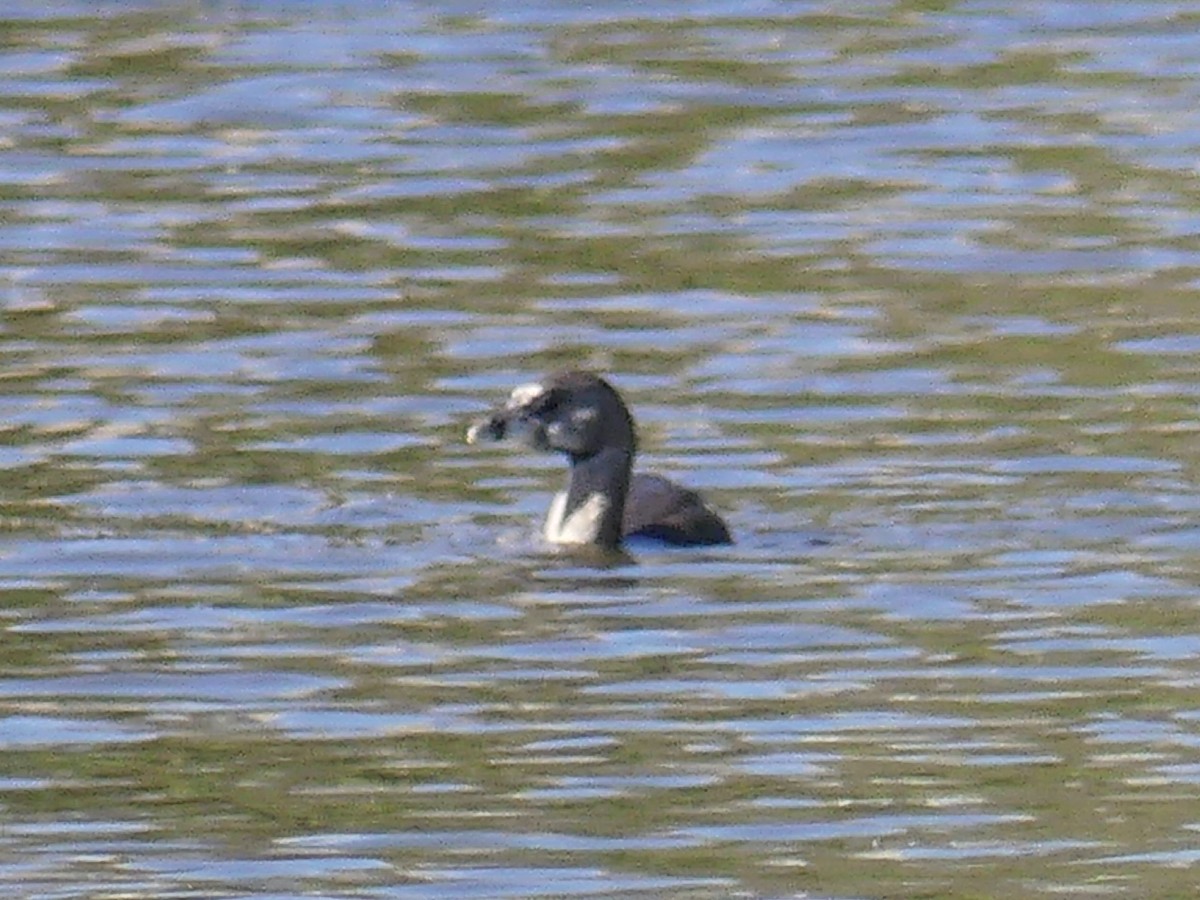 Pied-billed Grebe - ML613885478