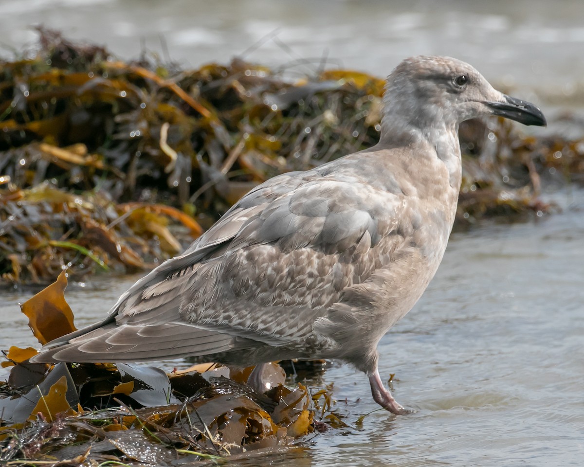 Glaucous-winged Gull - ML613885484