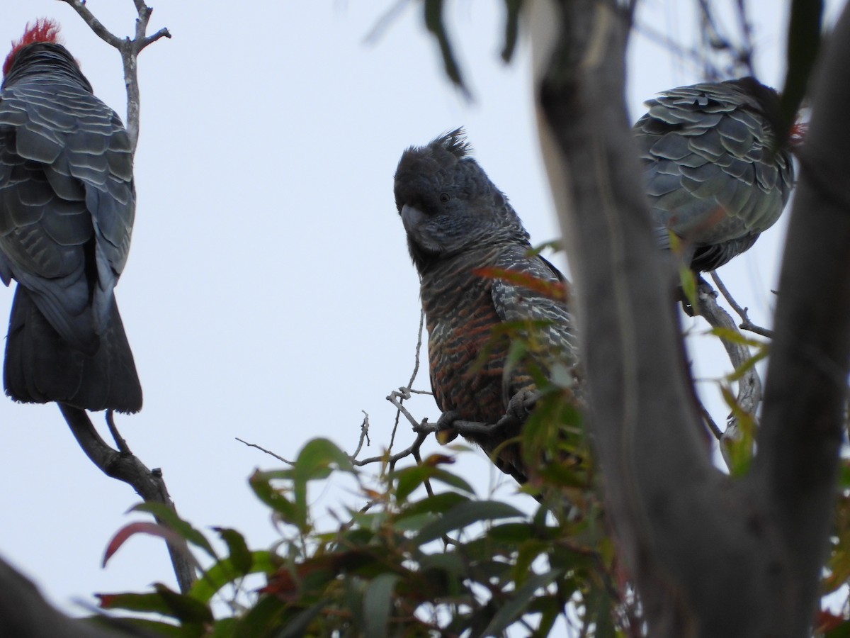 Gang-gang Cockatoo - ML613885616