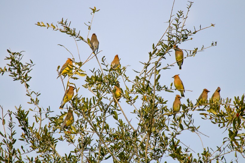 Cedar Waxwing - ML613885644