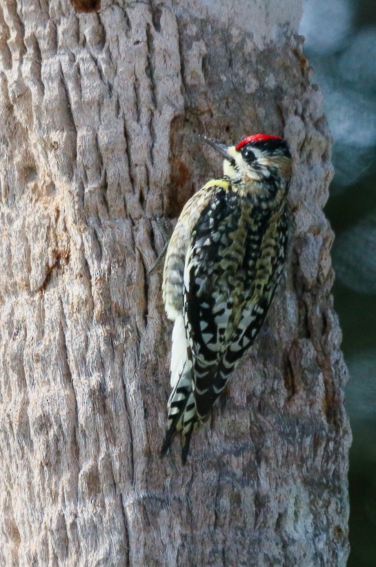 Yellow-bellied Sapsucker - ML613885664