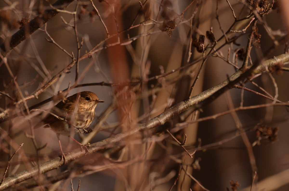 Hermit Thrush - Richard Garrigus