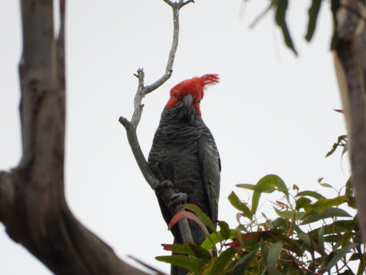 Gang-gang Cockatoo - ML613885688