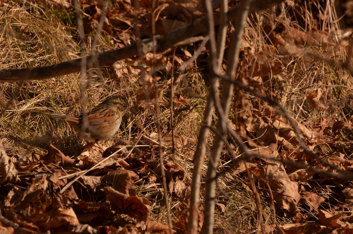 Swamp Sparrow - ML613885755