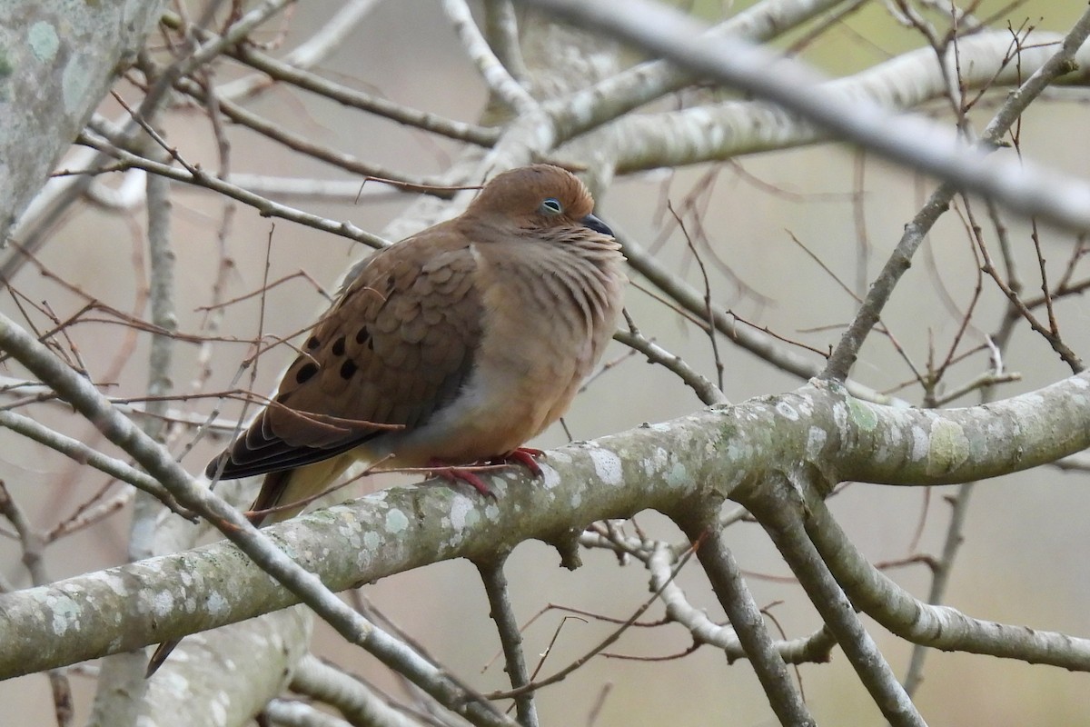 Mourning Dove - Judith A. Kennedy