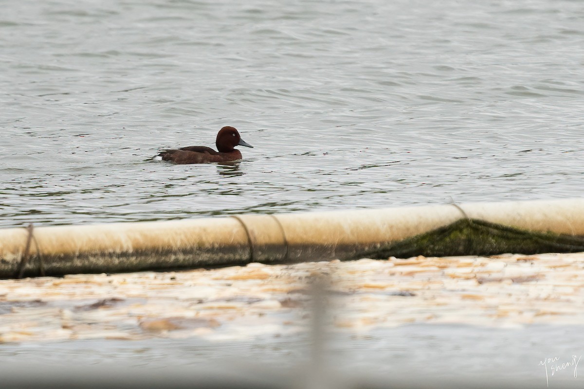 Ferruginous Duck - You-Sheng Lin