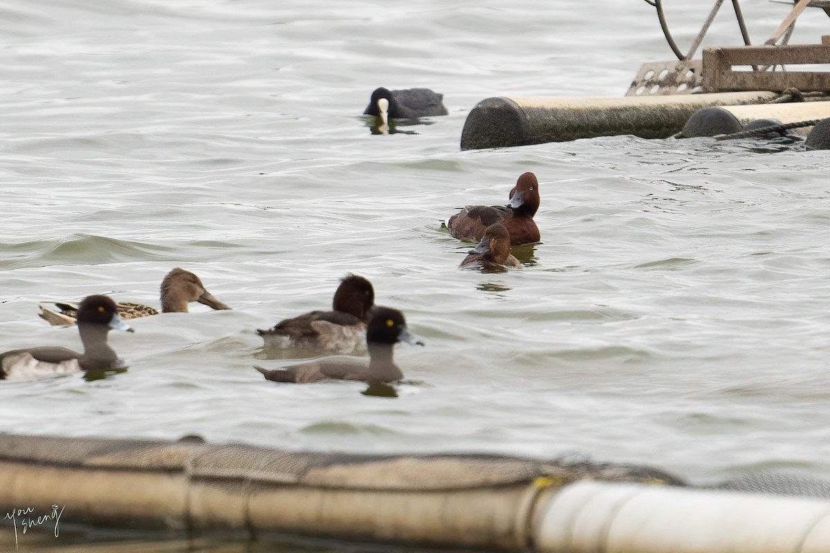 Ferruginous Duck - You-Sheng Lin