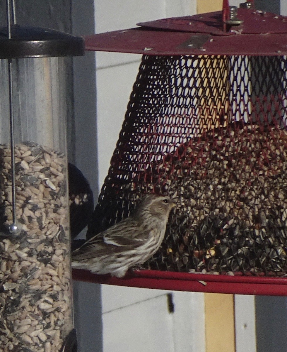 Common Redpoll - Peggy Blair