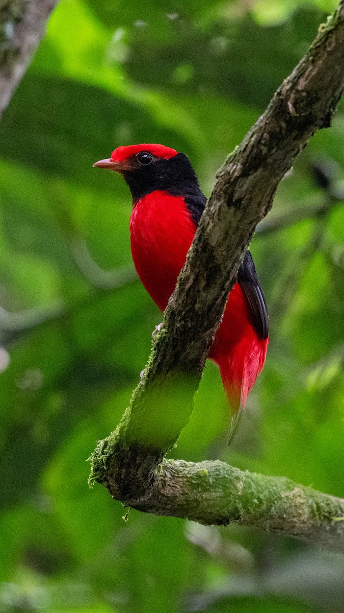 Black-necked Red-Cotinga - ML613886047