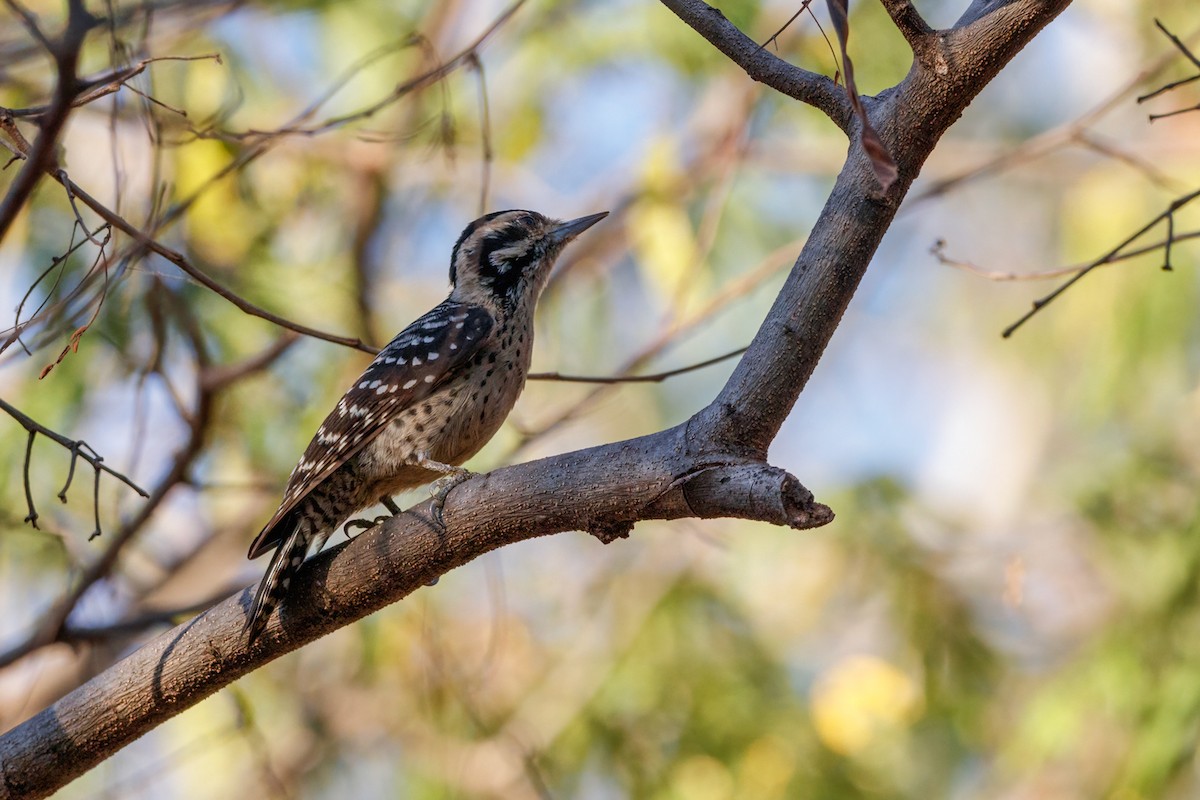 Ladder-backed Woodpecker - ML613886070