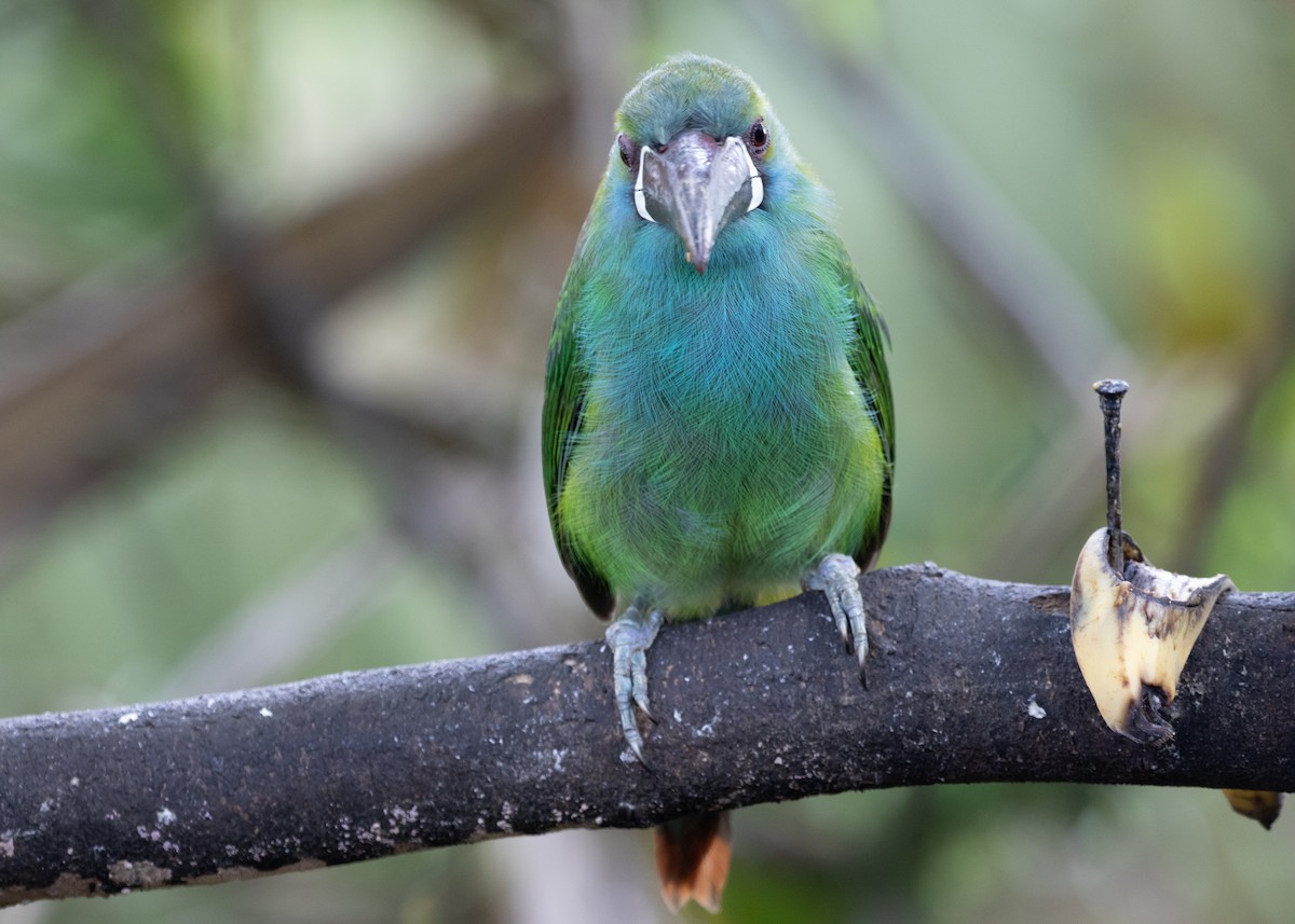 Toucanet à croupion rouge - ML613886111