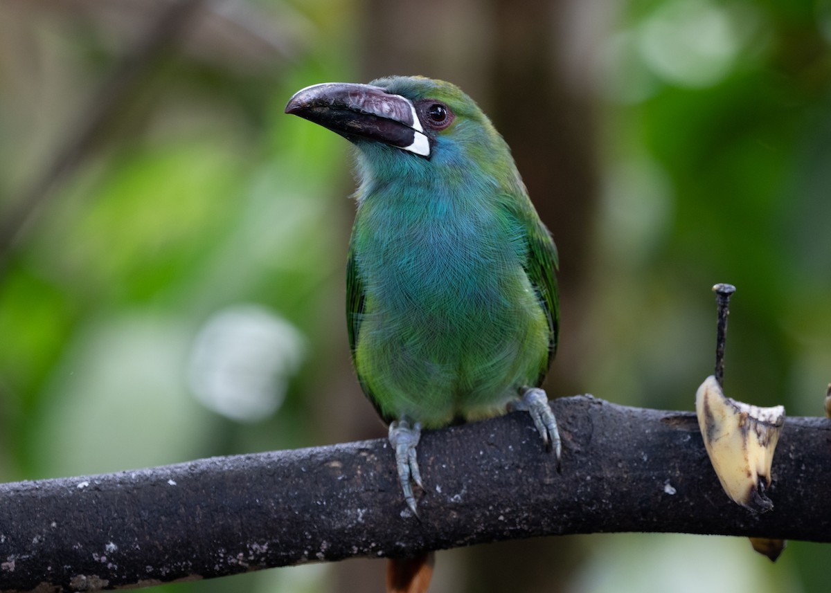 Crimson-rumped Toucanet - ML613886112