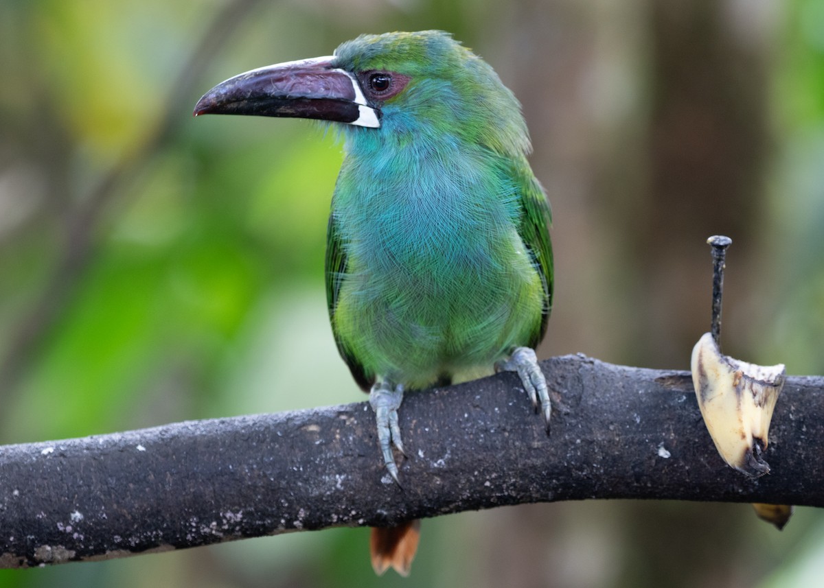 Toucanet à croupion rouge - ML613886116