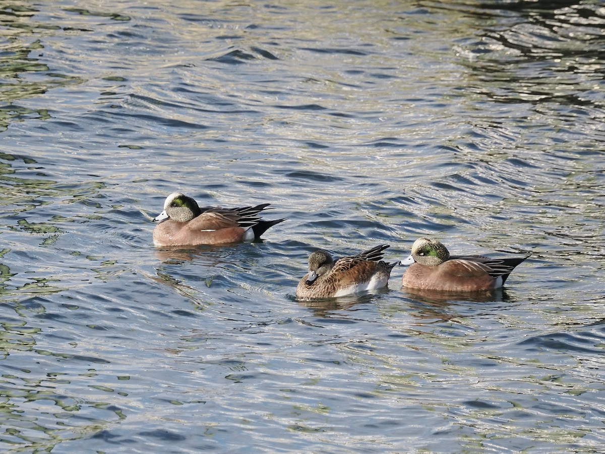 American Wigeon - ML613886122