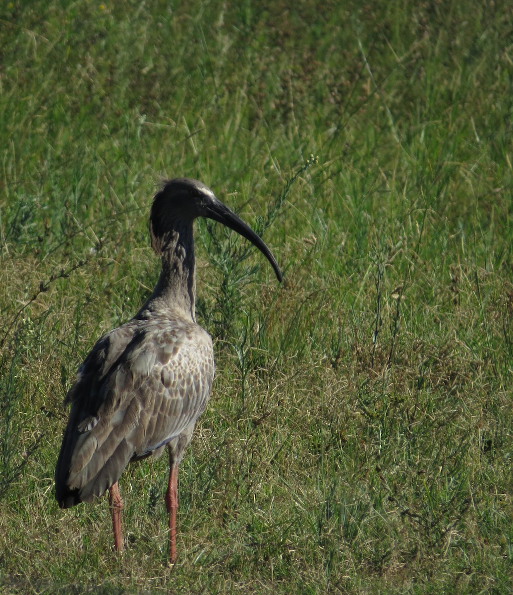 Plumbeous Ibis - Rafael González