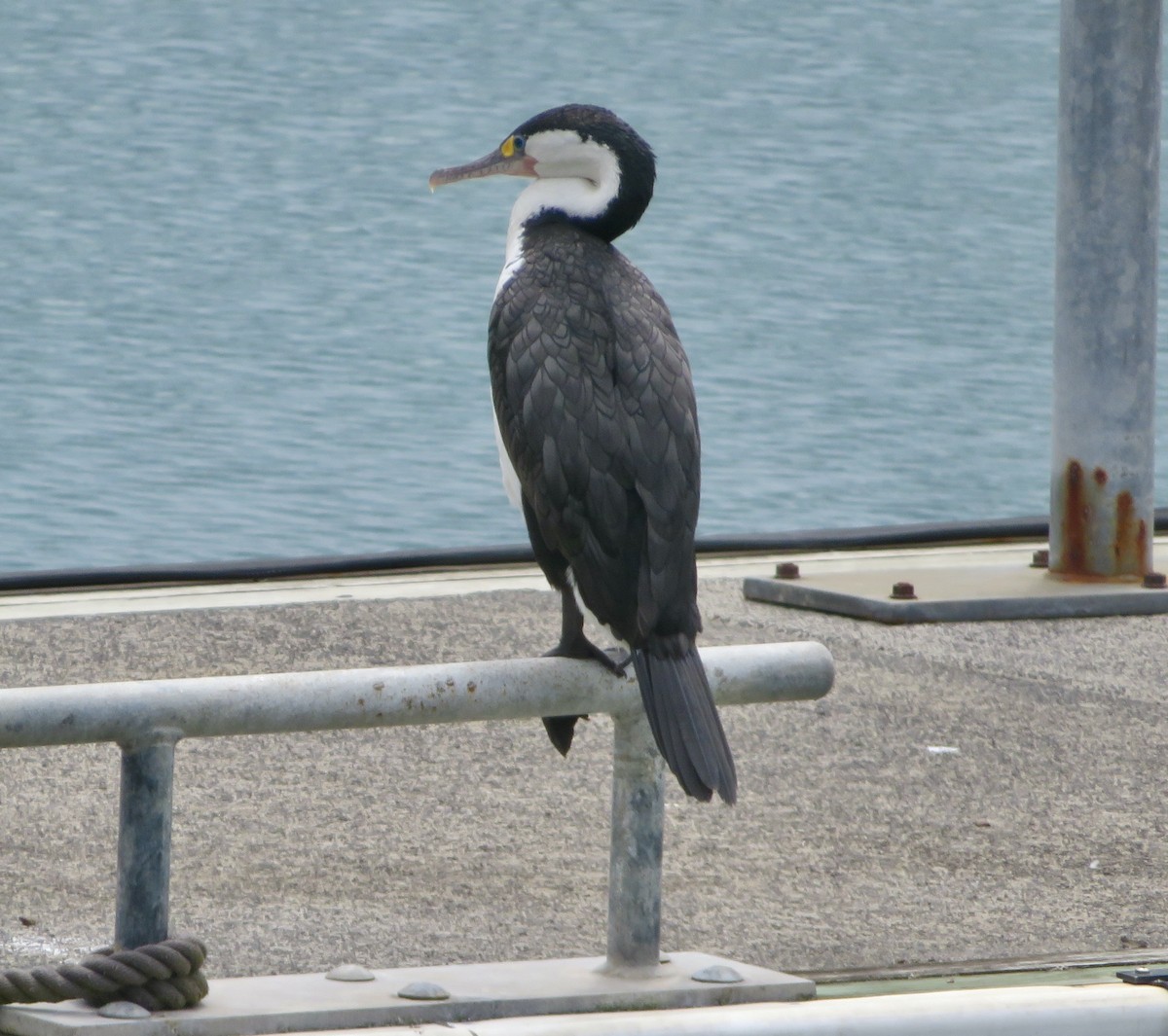 Pied Cormorant - ron romano