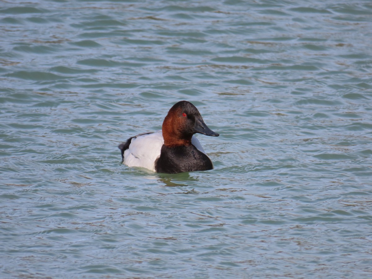 Canvasback - ML613886395