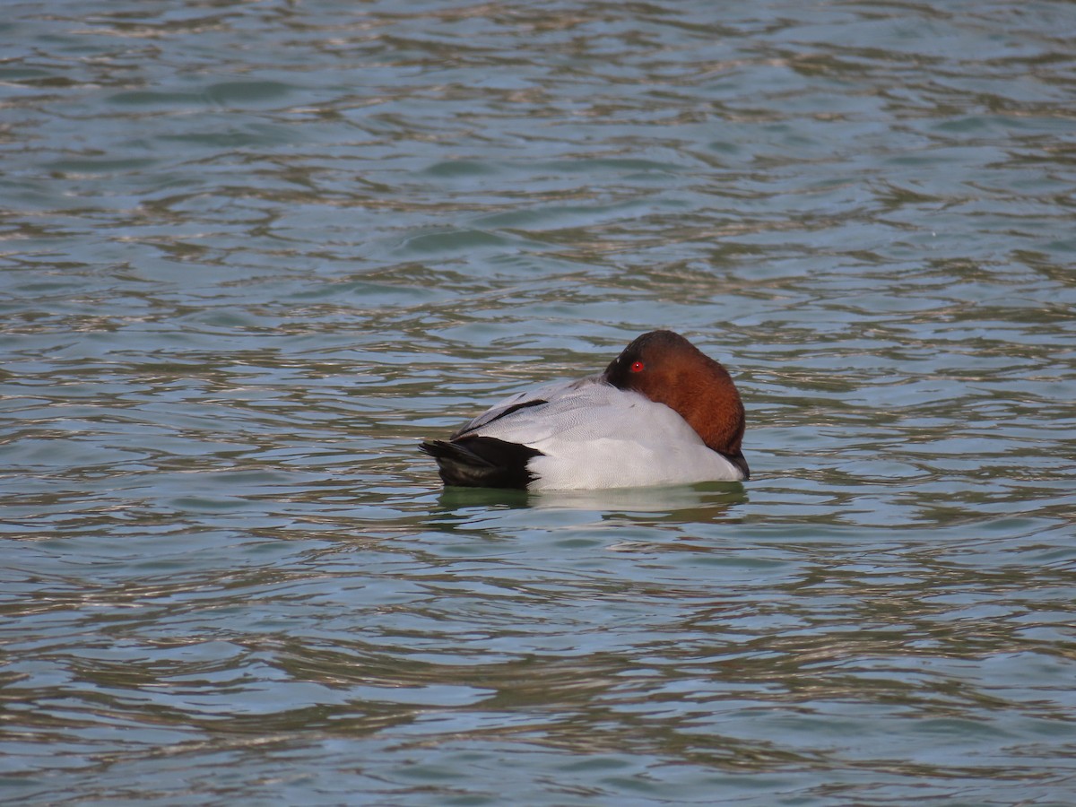 Canvasback - ML613886396