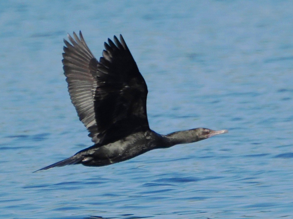 Little Black Cormorant - ML613886403