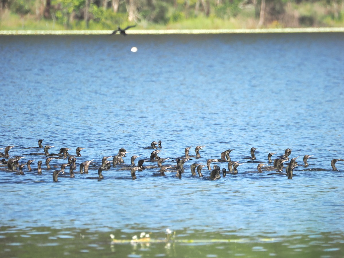 Cormorán Totinegro - ML613886405