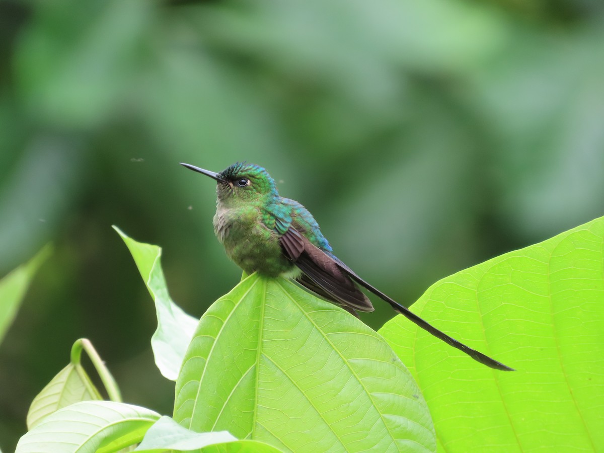 Violet-tailed Sylph - ML613886418