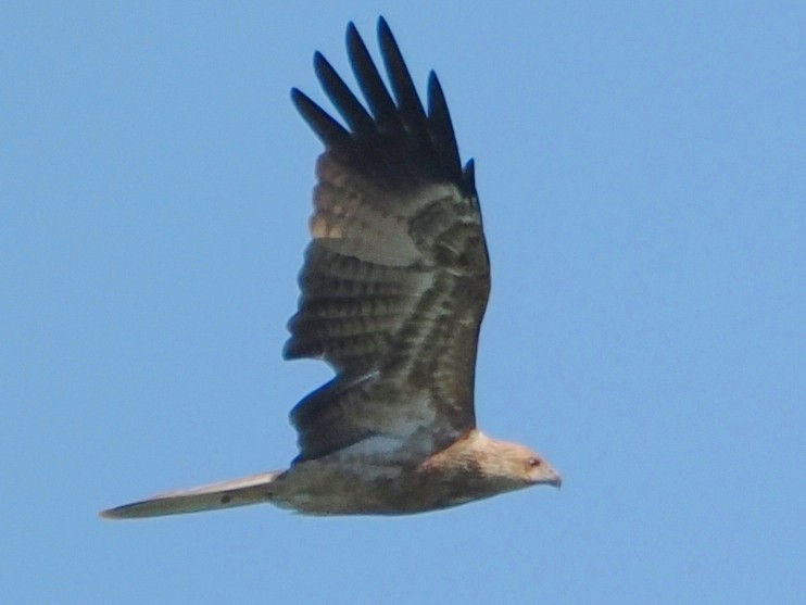 Whistling Kite - ML613886420