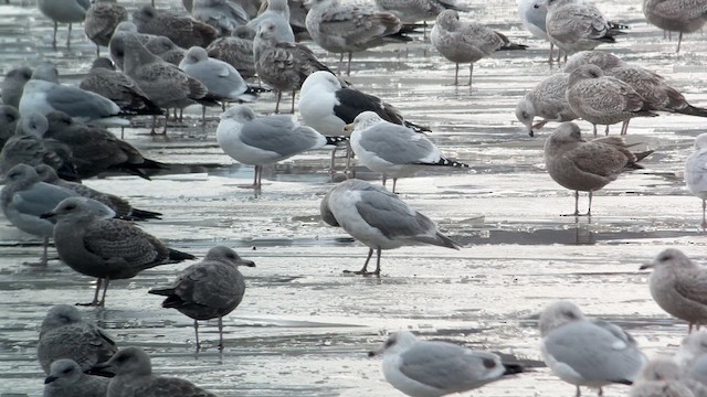 Gaviota de Bering - ML613886457