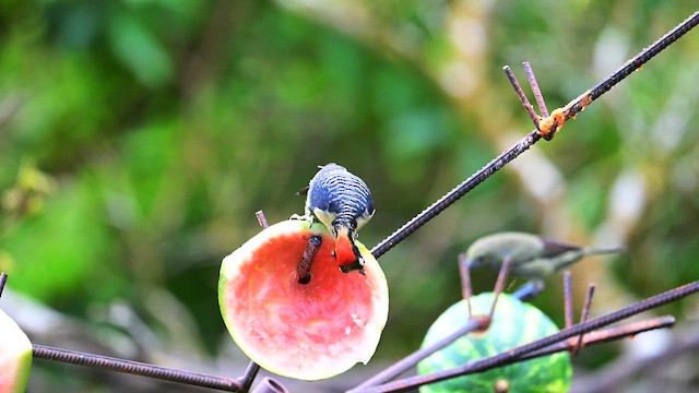 Black-cheeked Woodpecker - ML613886484