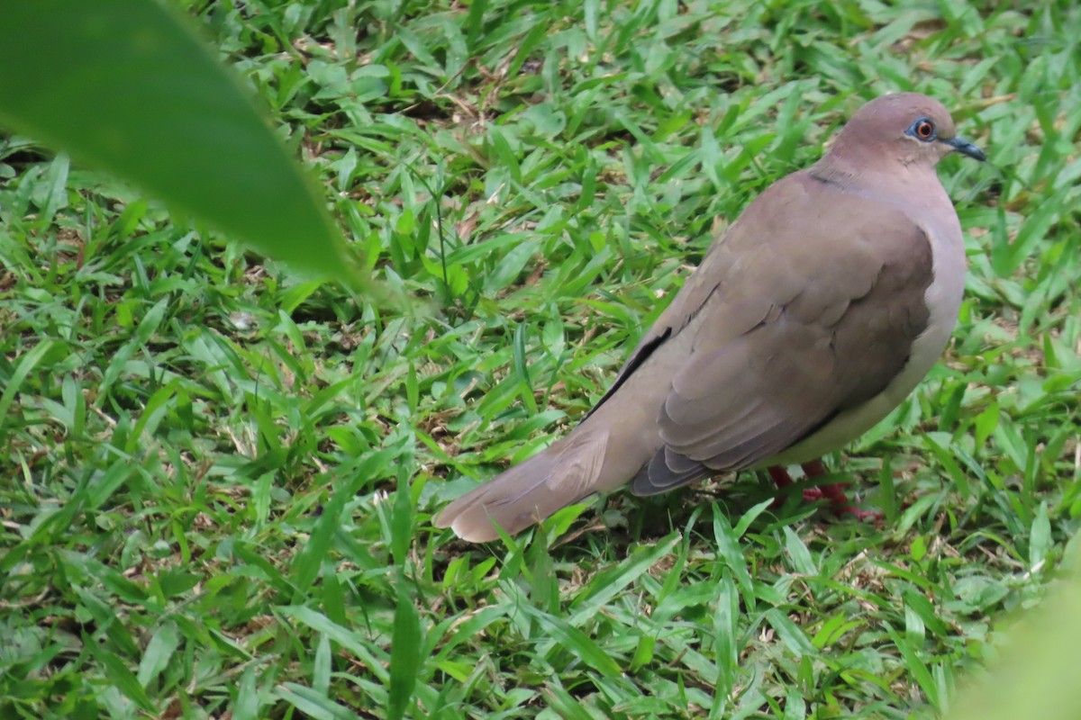 White-tipped Dove - ML613886494