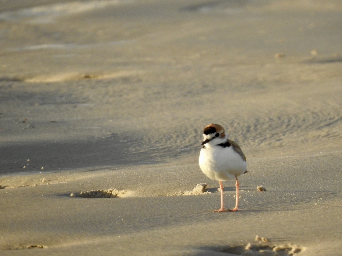 Collared Plover - ML613886518