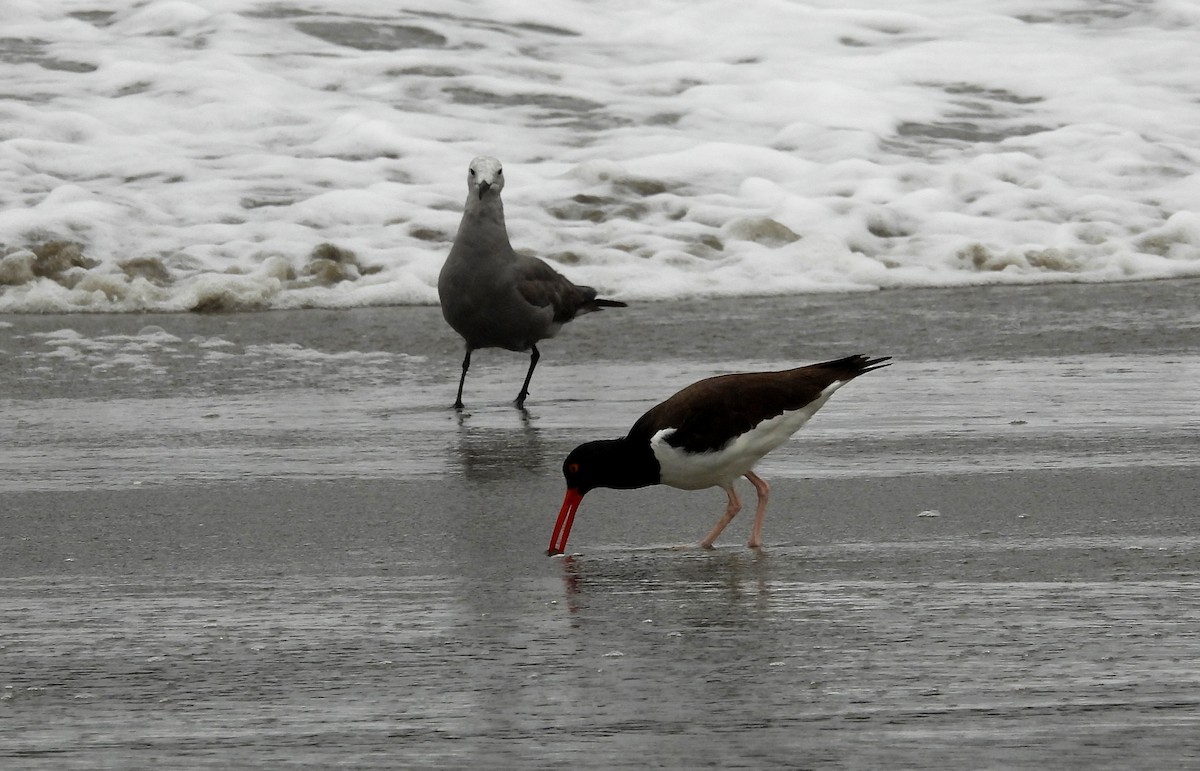 American Oystercatcher - ML613886520