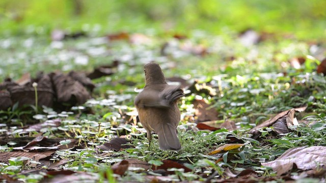 Clay-colored Thrush - ML613886546