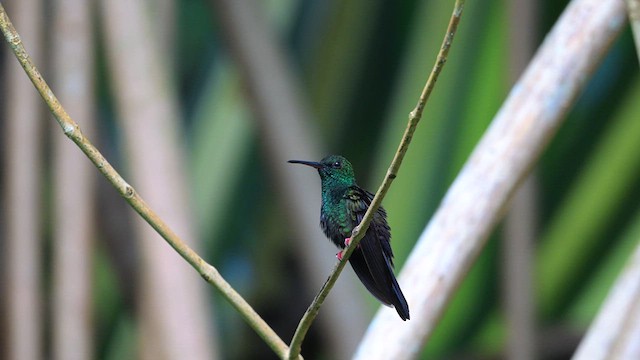 Colibri à queue bronzée - ML613886556