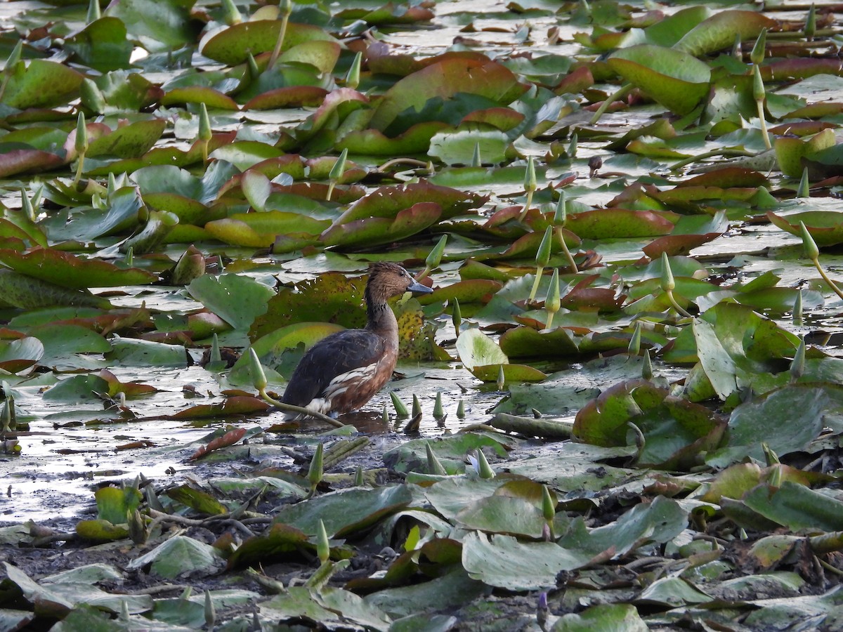 Fulvous Whistling-Duck - ML613886583